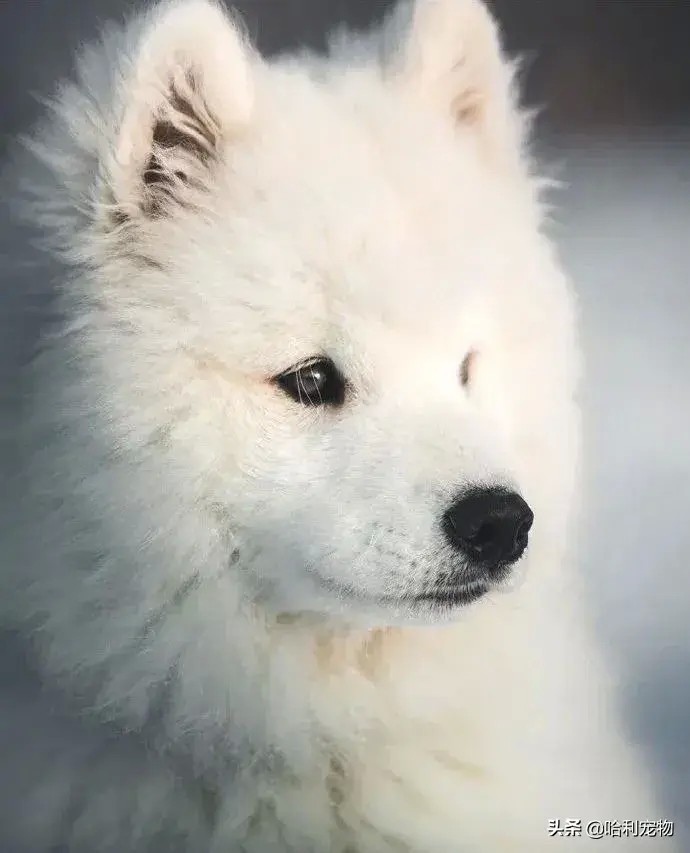 一个摄影师镜头下的雪地萨摩耶，美好的就像是一个小精灵~