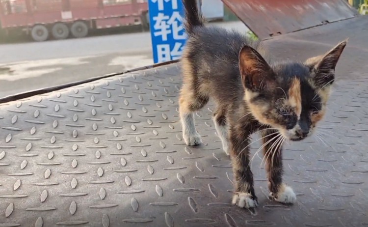 河南：一次次倒下又一次次站起的流浪猫却始终等不到收留它的人