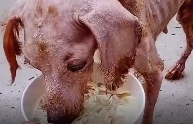 广东：成为流浪狗后泰迪犬仅剩一张皮瘦得连肋骨都清晰可见