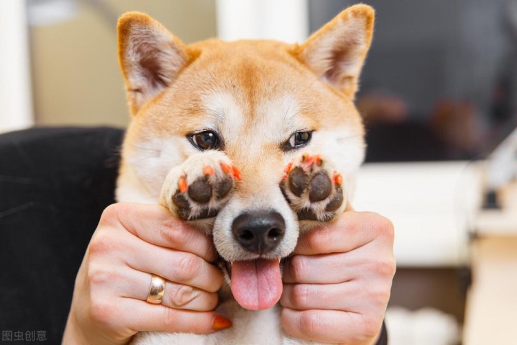 看完柴犬的这些优缺点你还有饲养的冲动吗