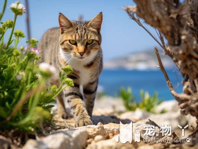 折耳猫还是不适合养？重庆木木猫舍的宠物猫质量如何?